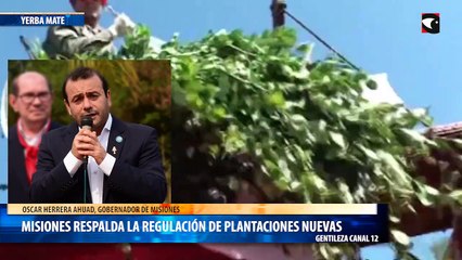 Misiones respalda la regulación de plantaciones nuevas