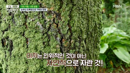 싱그러운 초록빛 자연이 선사해 주는 아름다움