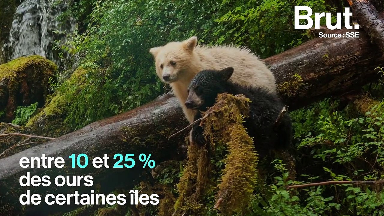Voilà pourquoi ces ours noirs ont parfois un pelage blanc