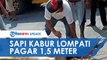 Viral Video Sapi Kurban di Sukabumi Kabur Lompat Pagar 1,5 Meter, Seruduk Warga dan Ditembak Polisi
