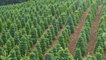 Northwest heat wave affecting Christmas tree farms
