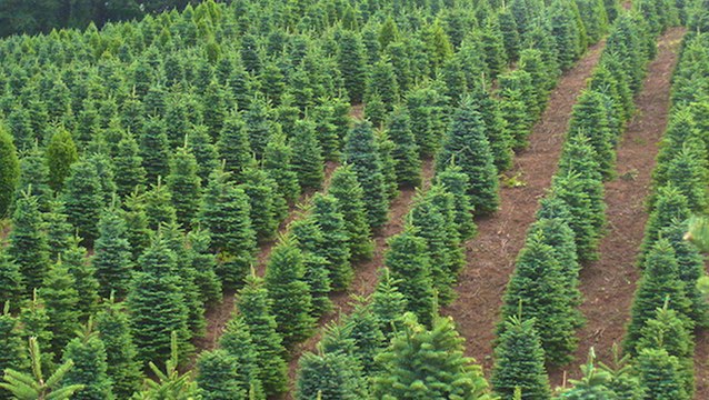 Northwest heat wave affecting Christmas tree farms