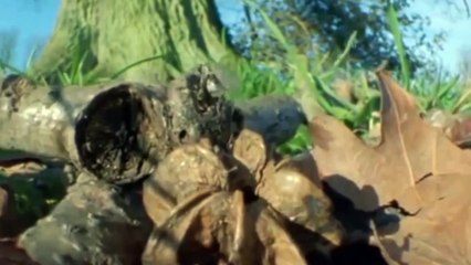 Life of Insects  Attenborough Life in the Undergrowth