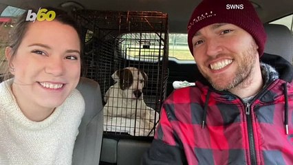 Heartwarming Video Shows Street Dog Nervously Comes into the House for the First Time!