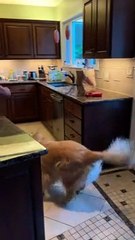Excited Pup Activates Leg Springs
