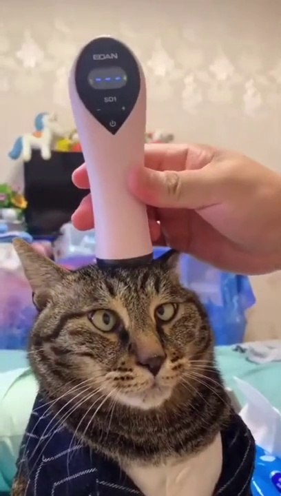Funny Cat Reaction