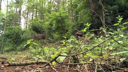 The Airgun Show – summertime pest control in the woods, PLUS the Air Arms S410 TDR on test