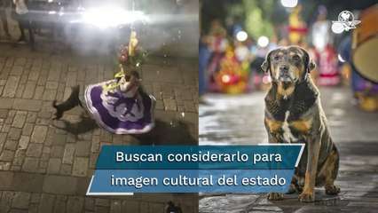 “Mazapán”, el perro que baila Guelaguetza y es “runner” en Oaxaca