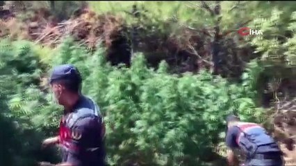 Jandarmanın takibi, kenevir yetiştirenleri ele verdi