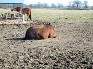 Roulade au pré - Pops