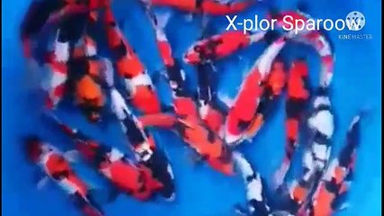 Kumpulan ikan koi