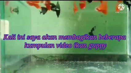 Kumpulan video ikan guppy