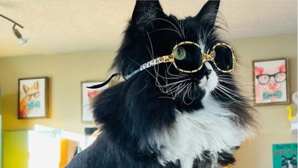 Truffles, la gata ‘oftalmóloga’ que ayuda a los niños a escoger sus gafas