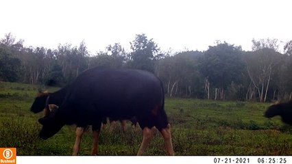 จนท.เฝ้าติดตาม "กระทิงกุยบุรี" พบรอยโรคสงสัยติดลัมปี สกิน 6 ตัว