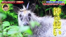 ようつべ バラエティ ー      -  世界の何だコレ！？ミステリー    動画 9tsu   2021年7月21日