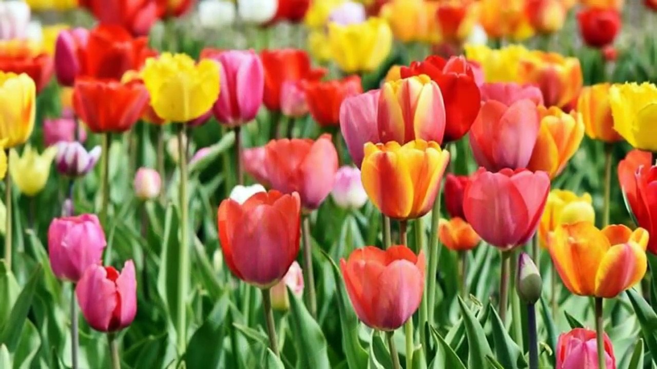 Beautiful flowers