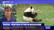 Le directeur du zoo de Beauval estime que la naissance du nouveau bébé panda aura lieu 