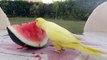 22.Yellow Indian Ringneck Parrot Eating Watermelon