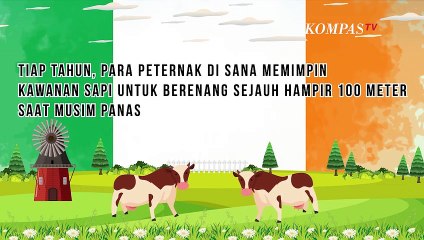 Apakah Sapi Bisa Berenang? Begini Faktanya