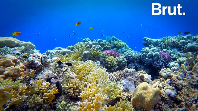 Les actions pour régénérer les océans d'ici à 2050