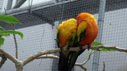 Sun Conure