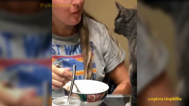 KUCING LUCU 2021 Video kucing lucu imut dan gemesin bikin ketawa ngakak _ Kucing Paling Imut