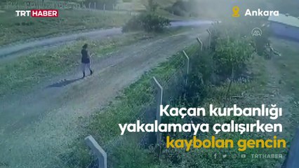 Kaçan kurbanlığı ararken kaybolan gencin son görüntülerine ulaşıldı