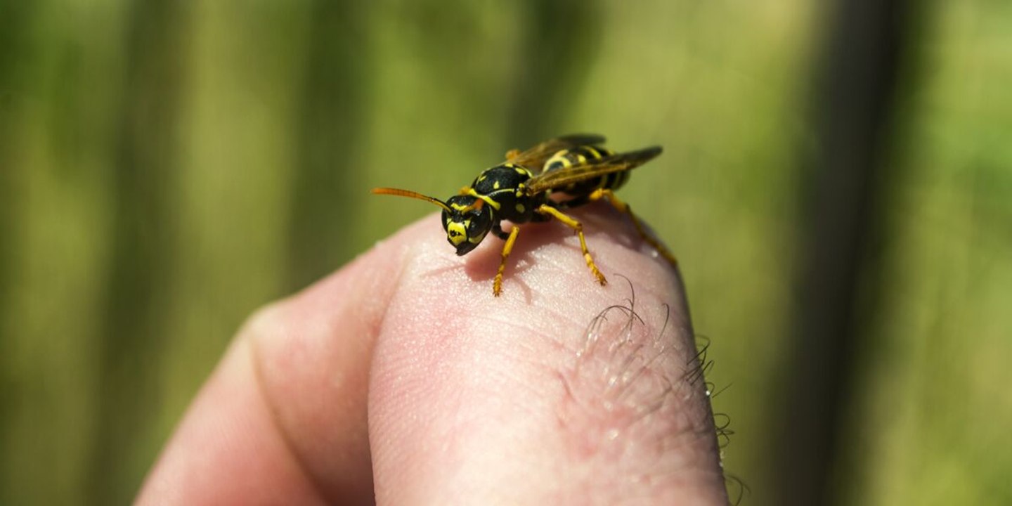 Piqûre de guêpe, les 3 choses à faire immédiatement