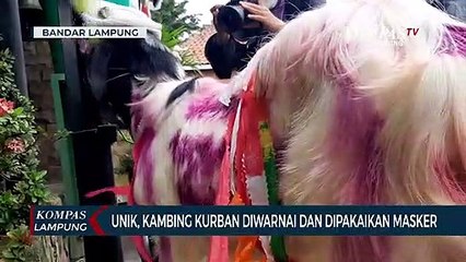 Kambing Kurban Diwarnai dan Dipasangkan Masker