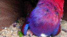 Eclectus parrot hatch and grow up - parrotgrowup- parrotlover-