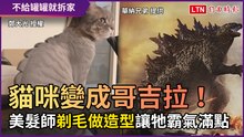 貓咪變成哥吉拉！ 美髮師「剃毛做造型」讓牠霸氣滿點