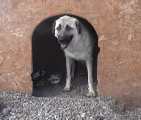 ANNELERİ ÖLEN 10 YAVRU KÖPEK SÜT ANNEYE EMANET