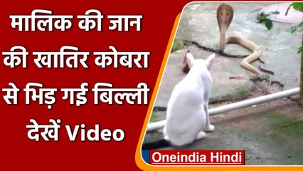 Odisha: मालिक के लिए कोबरा से भिड़ गई निडर बिल्ली, देखें Video । Cobra Vs Cat । वनइंडिया हिंदी