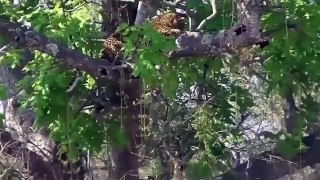 Gorilla Herd Rescue Impala Success From Leopard Ambush From Tall Tree Cheetah vs Baboon