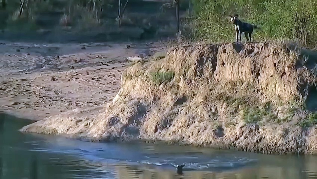 Impala Stuck in Battle of Wild dogs, Crocodiles, Hyenas! Hippo Became Hero After Save Impala Success