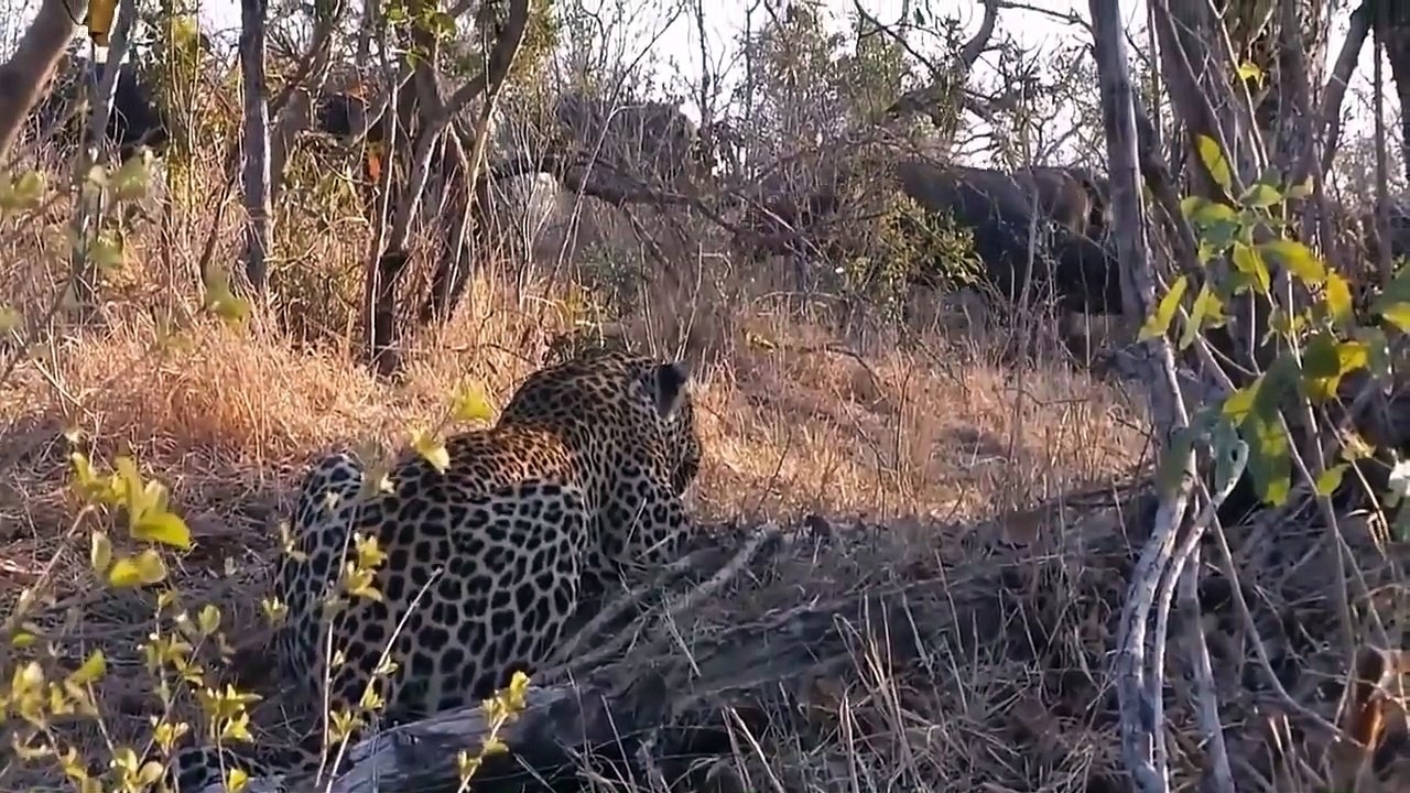 OMG! Leopard Clash Mistaken Buffalo Buffalo So...