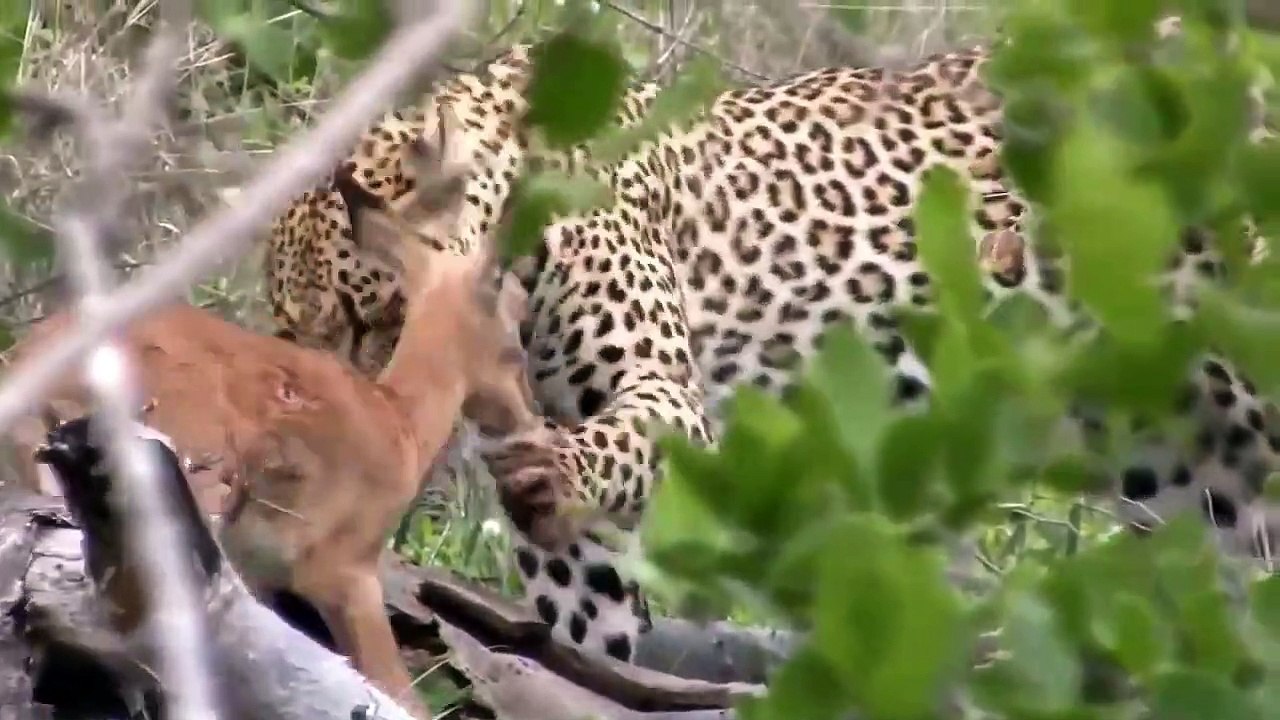 OMG Hyena Appeared As A Monster That Made Leopard Run Away Aeopard Vs Antelope, Hyena