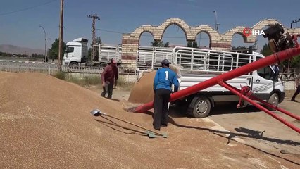 - Muş’ta buğday satışlarına başlandı