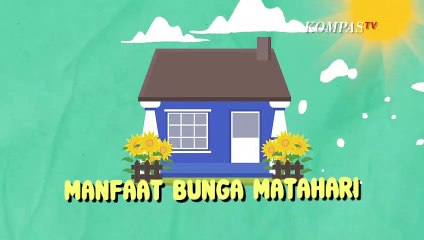 Baik Untuk Tubuh dan Lingkungan, Ini Manfaat Bunga Matahari