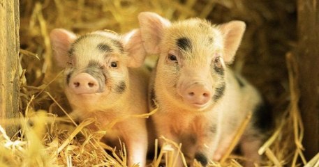 Devenez le parrain ou la marraine de cochons sauvés de l'abattoir grâce à l'association Groin Groin