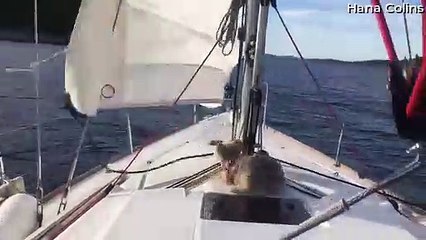 Doggy Makes a Good Deckhand