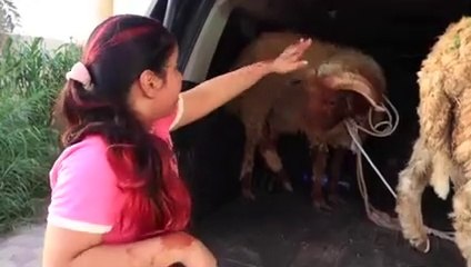 شفا خافت من الخرفان العيد_  هربوا الخرفان _ Eid Adha 2021