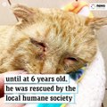 The amazing transformation of an abandoned and abused rescue cat