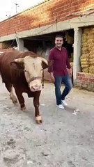 هجوم  بقرة الشيف بوراك على المصور: فيديو حقق ملايين المشاهدات