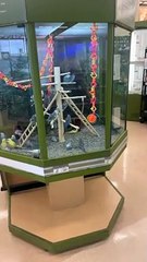 Doggy Suddenly Stops and Points to Birds