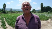ÇORUM - Emekli olup döndüğü köyünde organik tarıma başladı