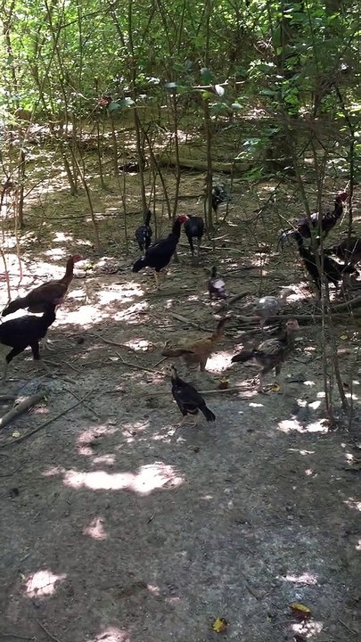 Young chicken 2021