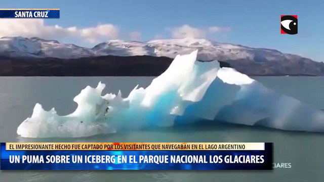 32 Un puma sobre un iceberg en el parque Nacional los Glaciares