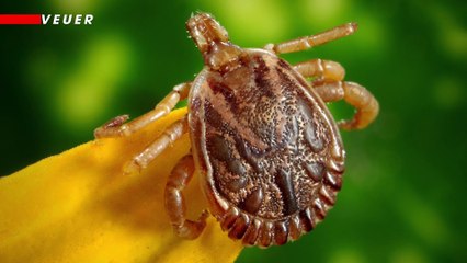 How To Prevent Tick Bites and When To Go See Your Doctor if You Get One