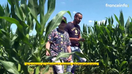 Des labyrinthes dans les champs de maïs, un concept étonnant qui séduit les graines d'aventuriers